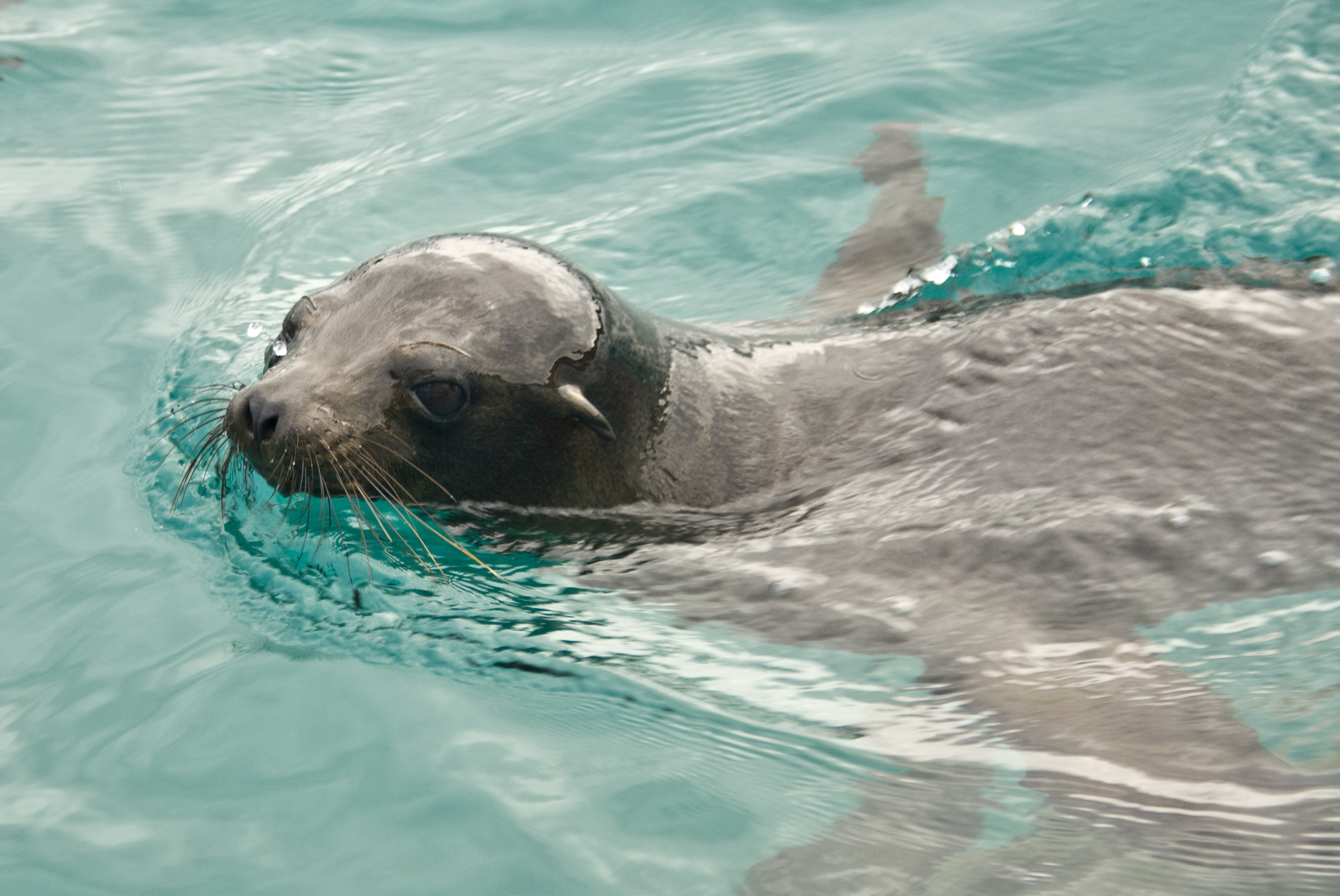 Seelöwe